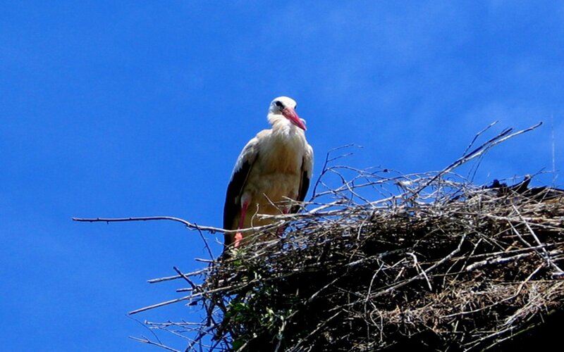 White Stork in Nest — Blue