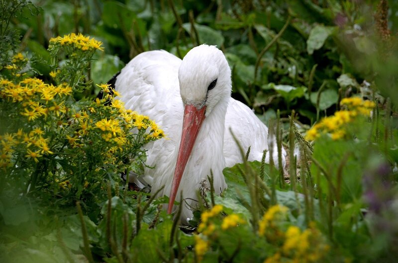White Stork in Nest — Calm, Spring