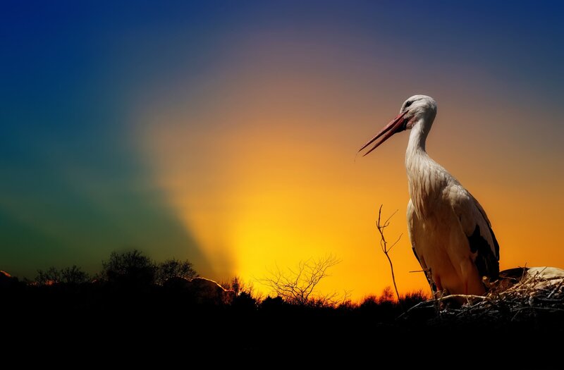 White Stork in Nest — Orange