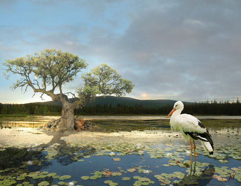 White Stork in Pond