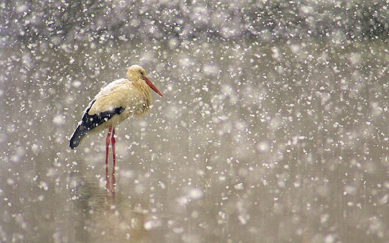 White Stork in Snow