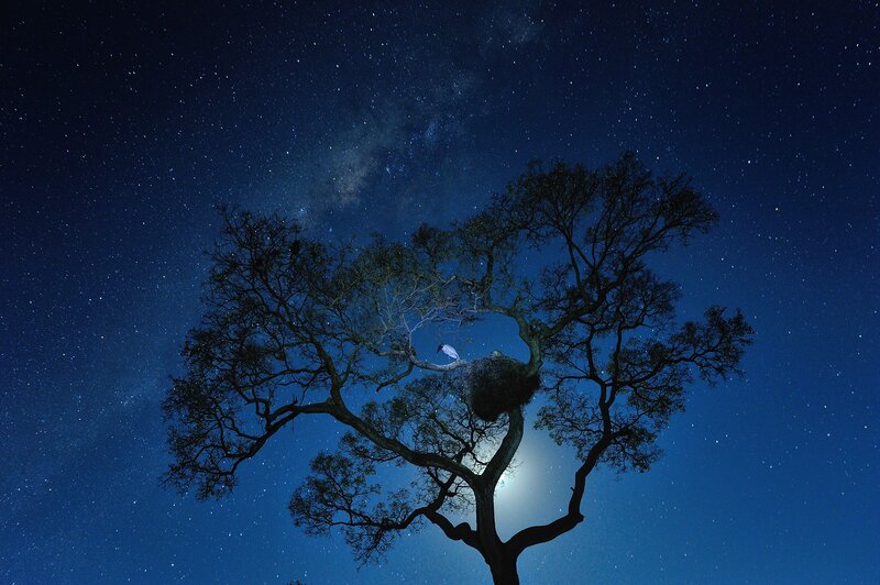 White Stork in Tree