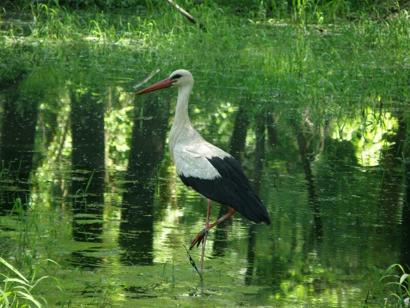 White Stork in Water