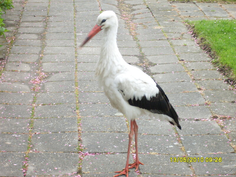 White stork on a paved path