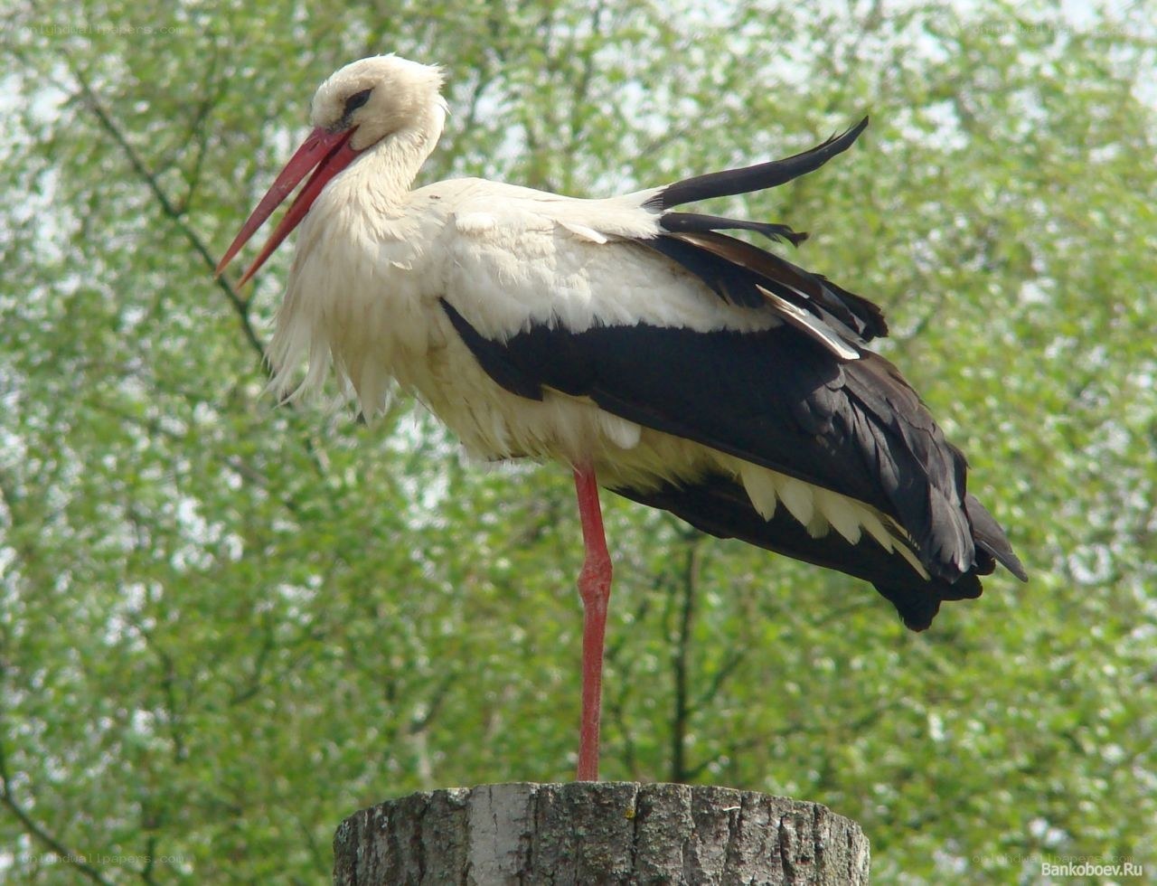 White stork on a stump