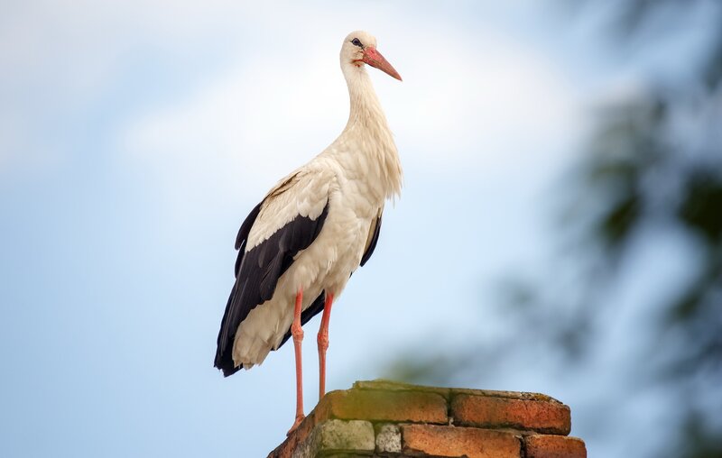White Stork on Chimney