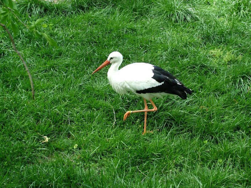 White stork on green grass