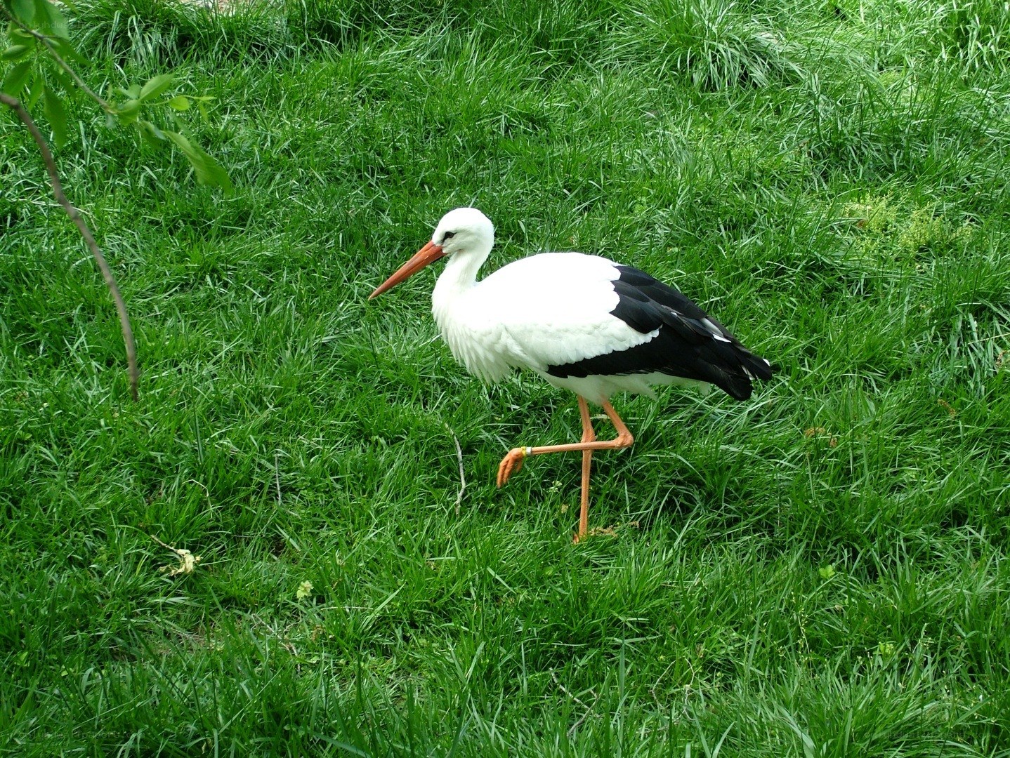 White stork on green grass