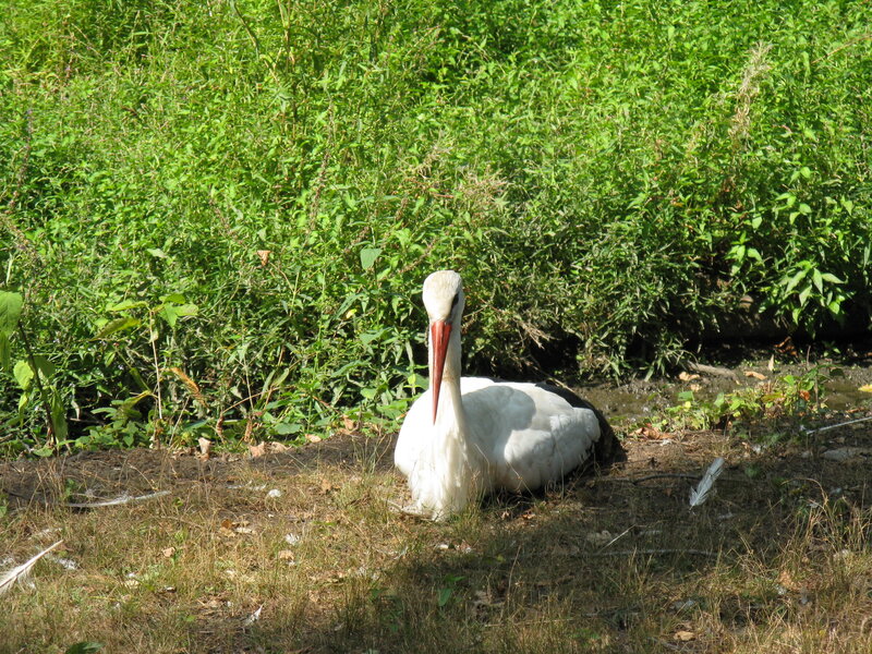 White Stork on Ground