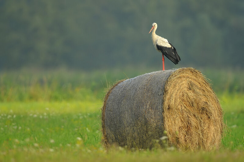 White Stork on Hay Bale