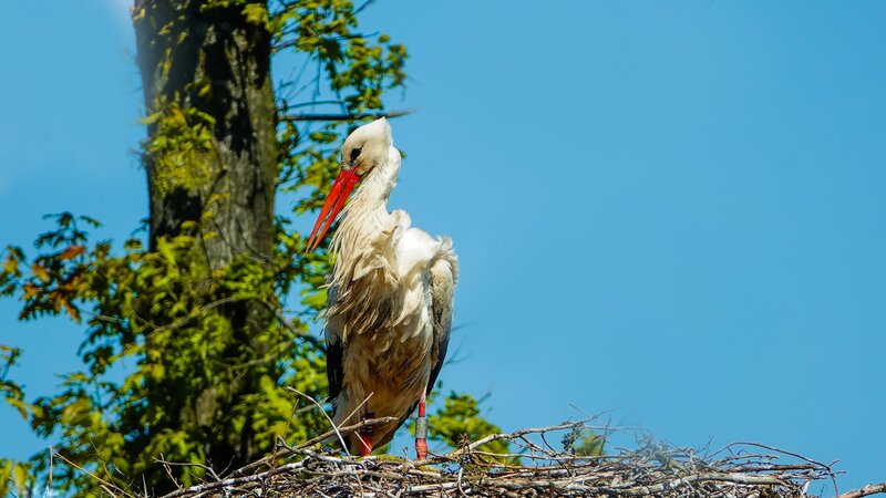 White Stork on Nest — Blue