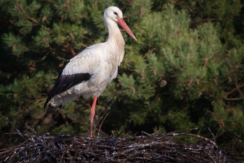 White Stork on Nest — Calm