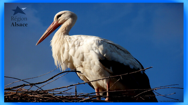 White Stork on Nest