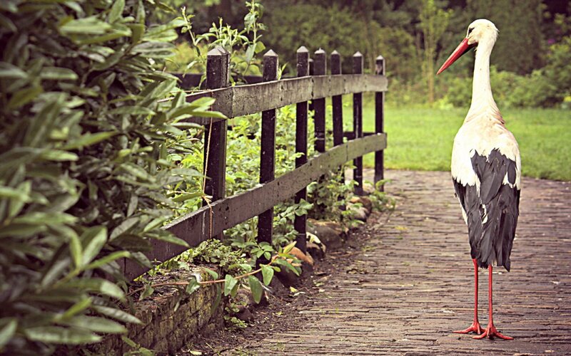 White Stork on Path