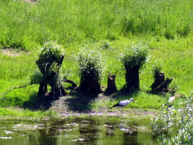 White Stork on Shore