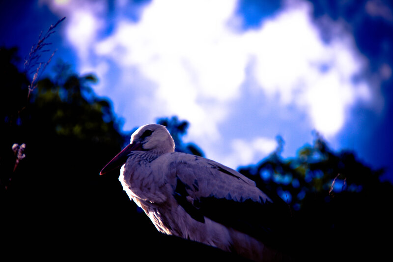 White Stork Perched