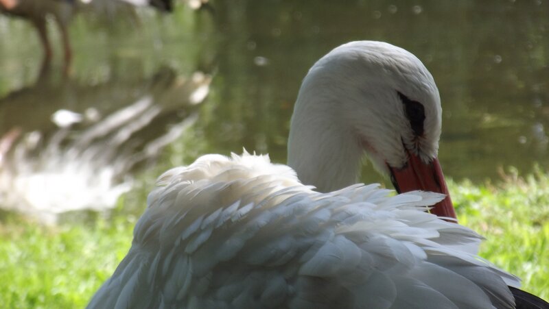 white stork preening feathers