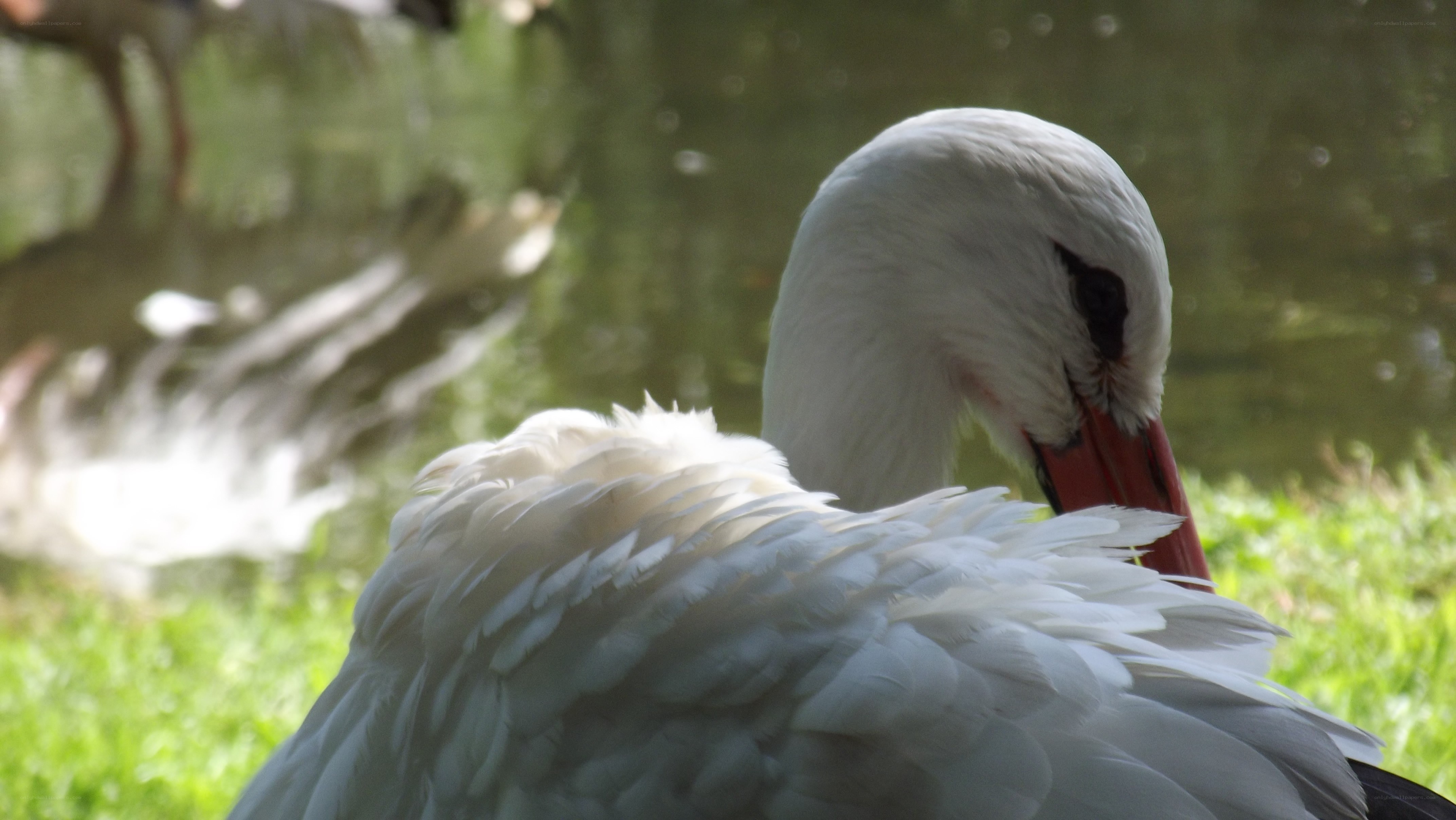 white stork preening feathers