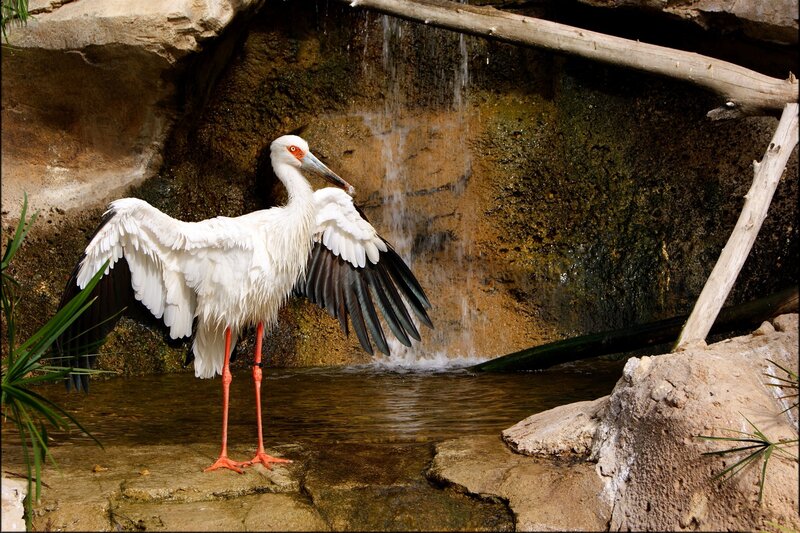 White Stork Spreading Wings