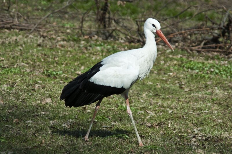 White Stork Standing — Calm