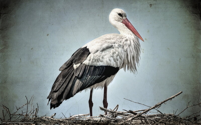 White Stork Standing — Dramatic
