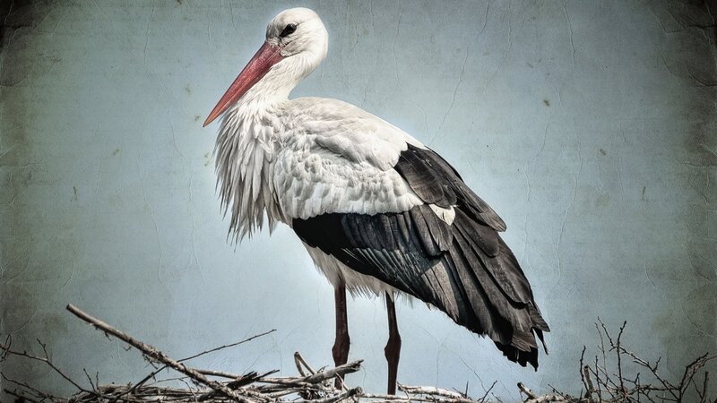White Stork Standing — Gray
