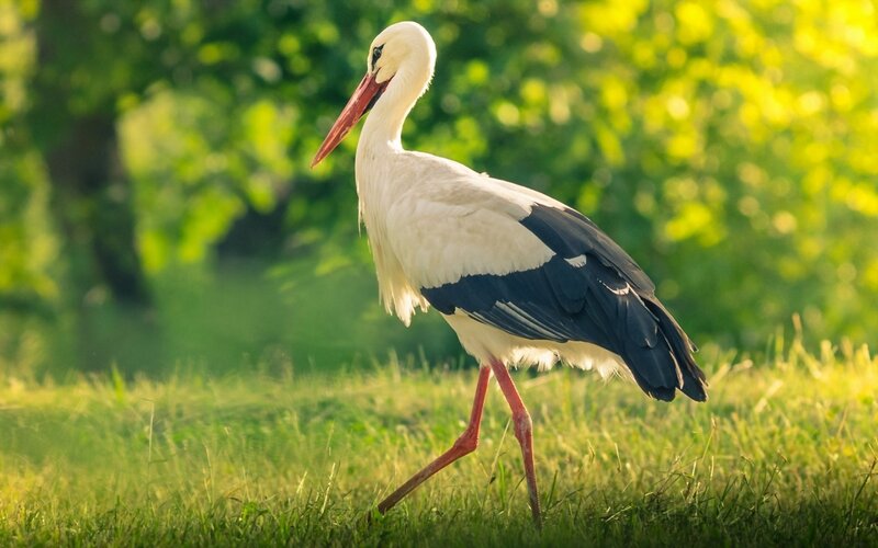 White Stork Walking