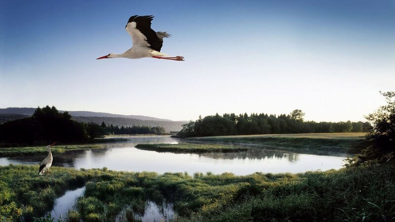 White Storks Flying — Blue