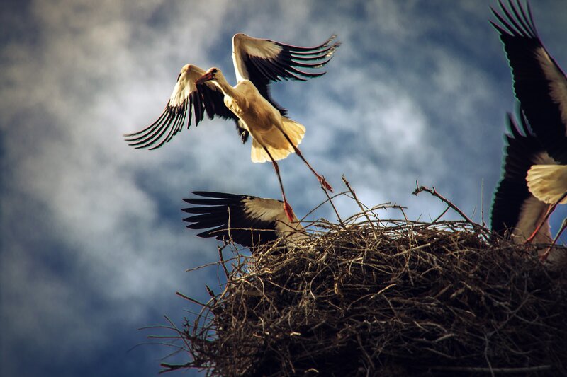 White Storks in Flight