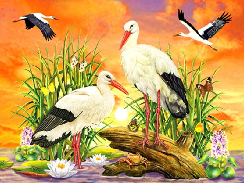 White Storks in Wetland