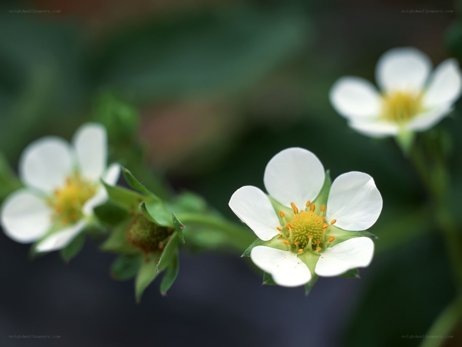 White strawberry blossoms