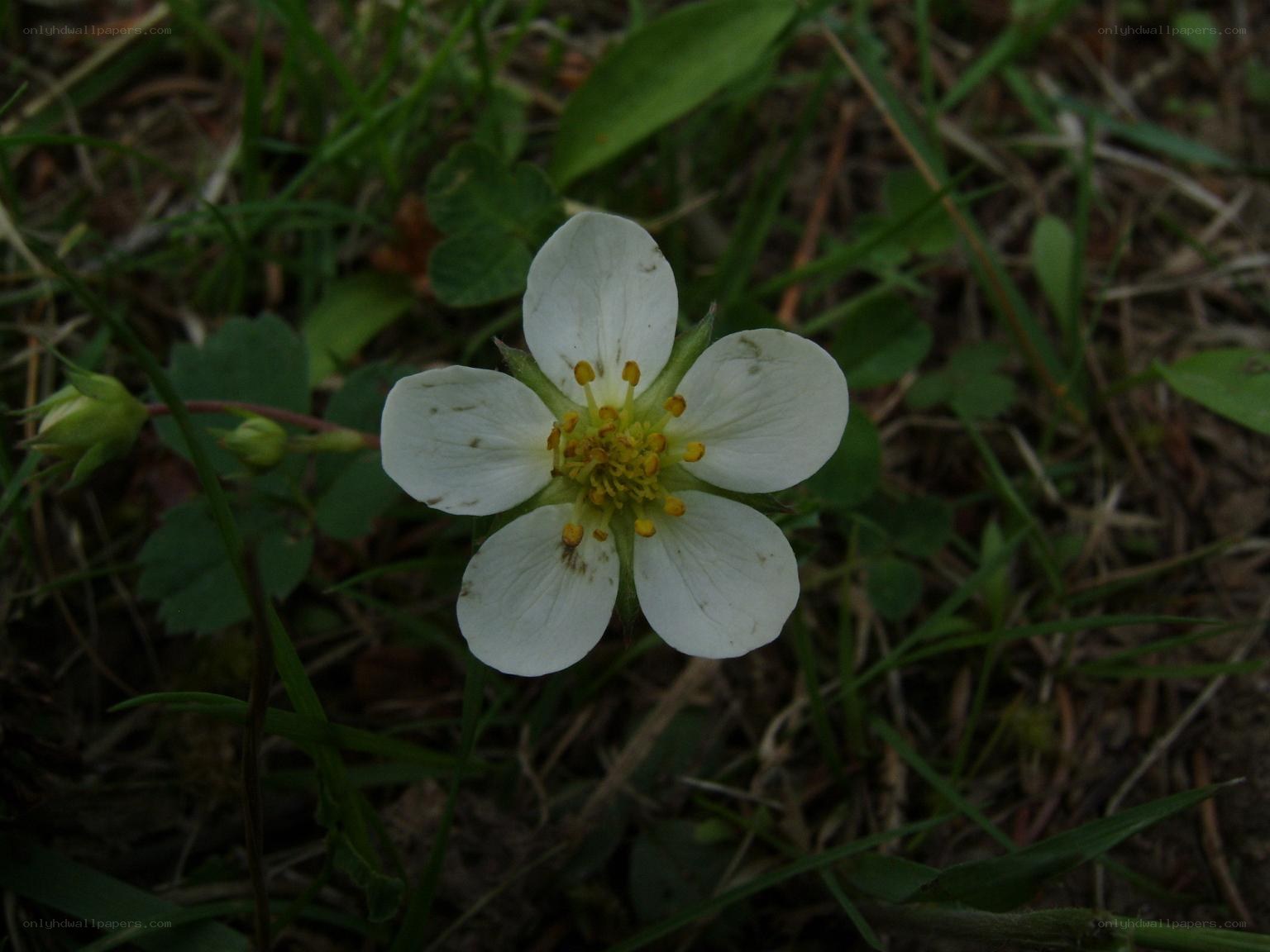 white strawberry flower