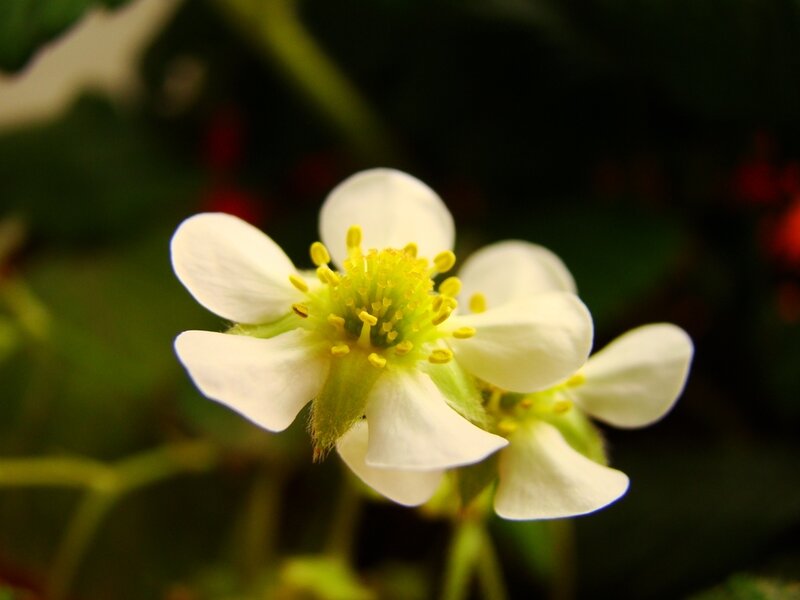 white strawberry flower