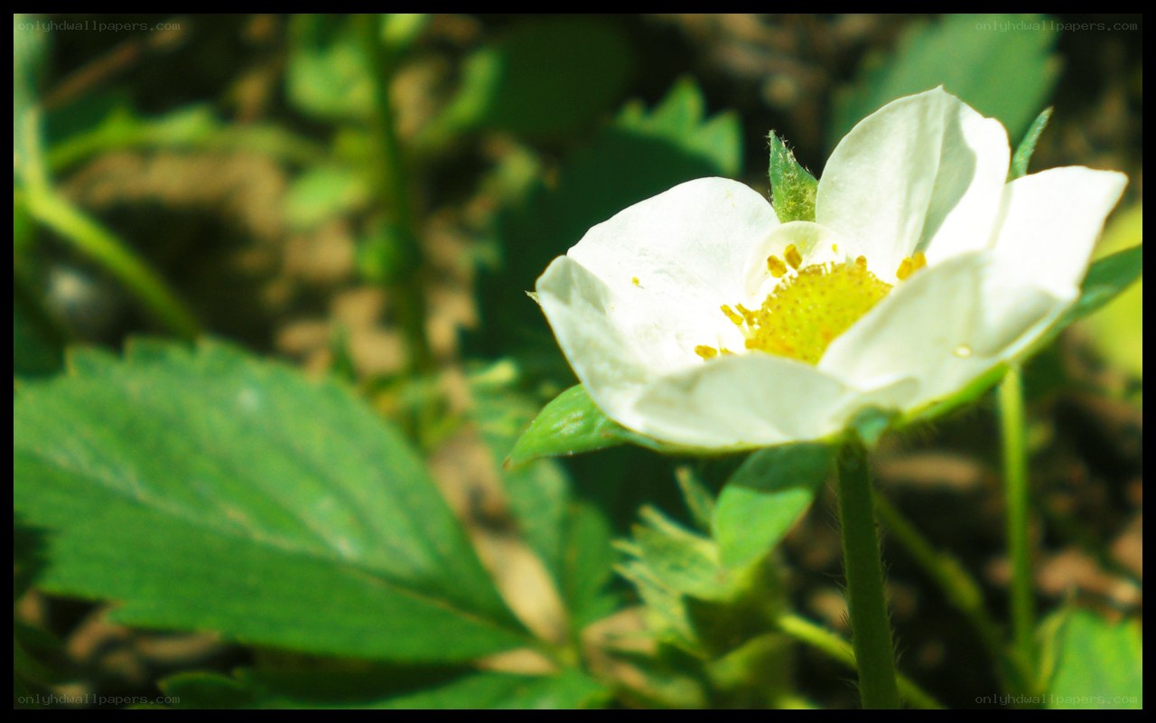 white strawberry flower in sunlight