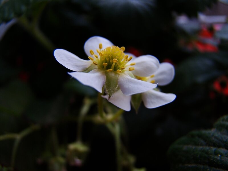 White Strawberry Flower — Natural, Photograph