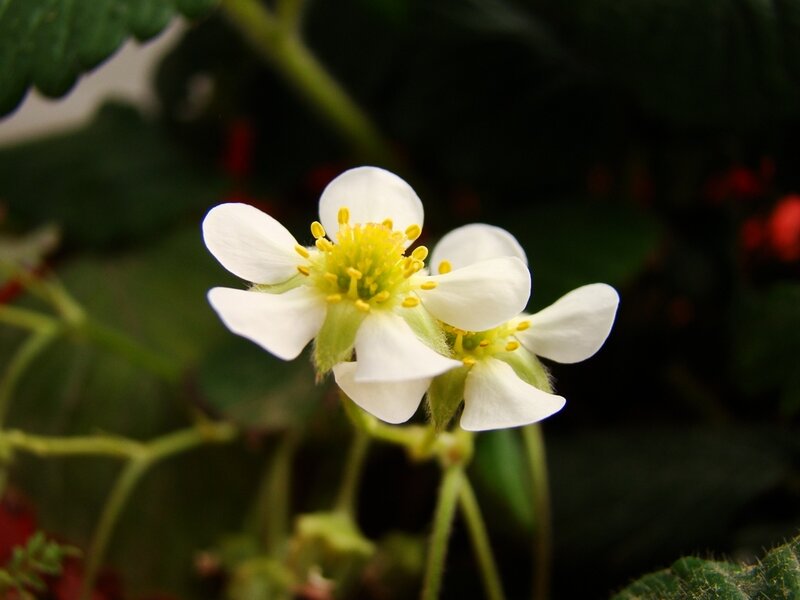 White Strawberry Flower — Natural, Spring, Photograph