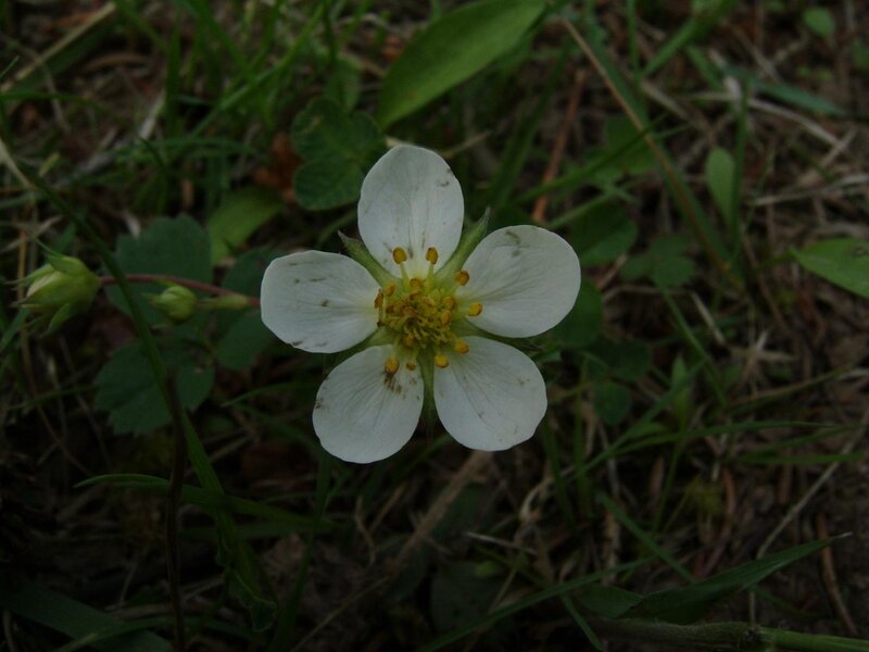 White Strawberry Flower — Natural, Spring