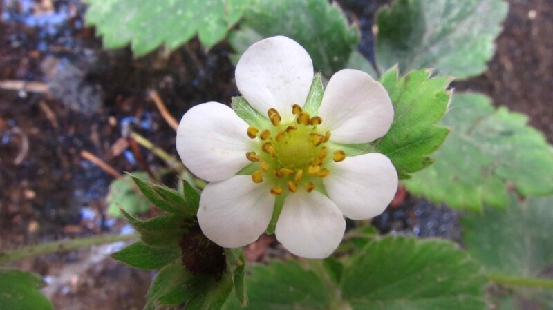 White Strawberry Flower — Natural