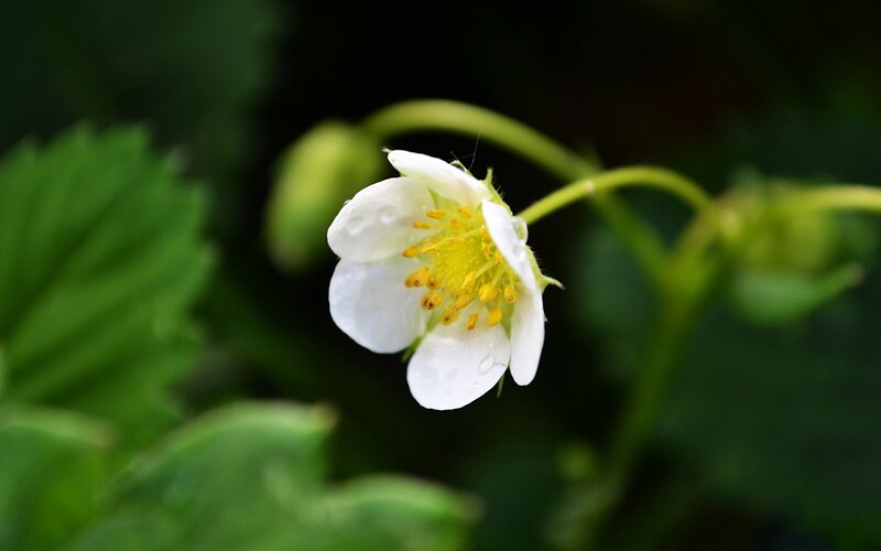 White Strawberry Flower — Serene