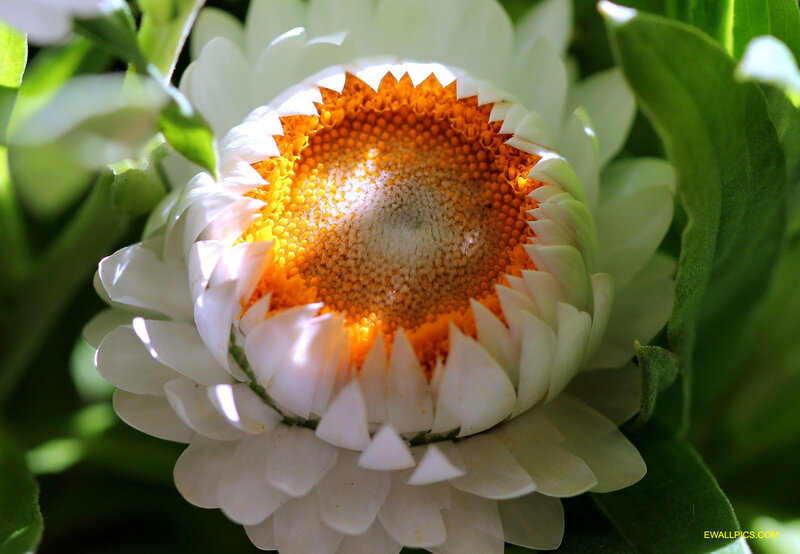 White Strawflower — Serene