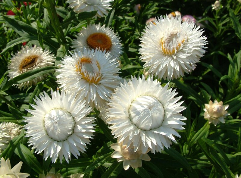 White strawflowers in bloom