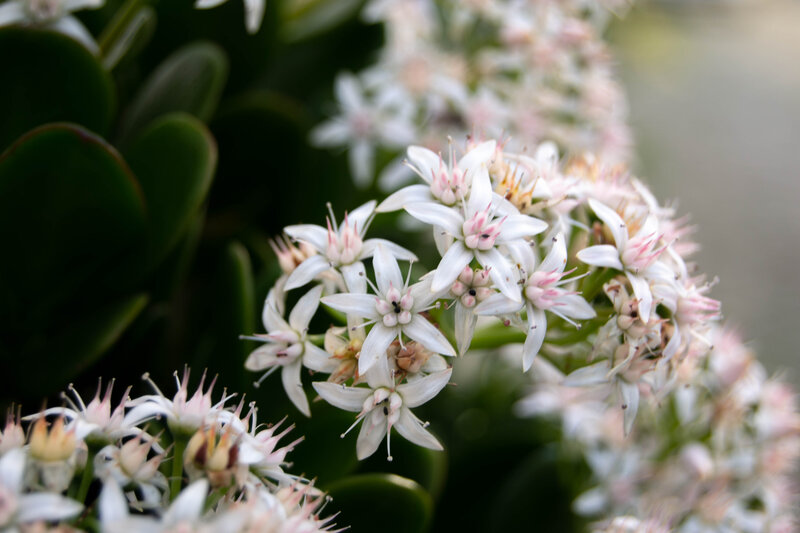 White Succulent Flowers