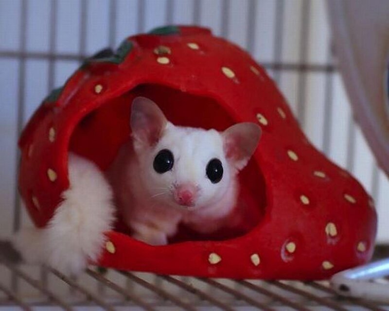 White Sugar Glider in Strawberry