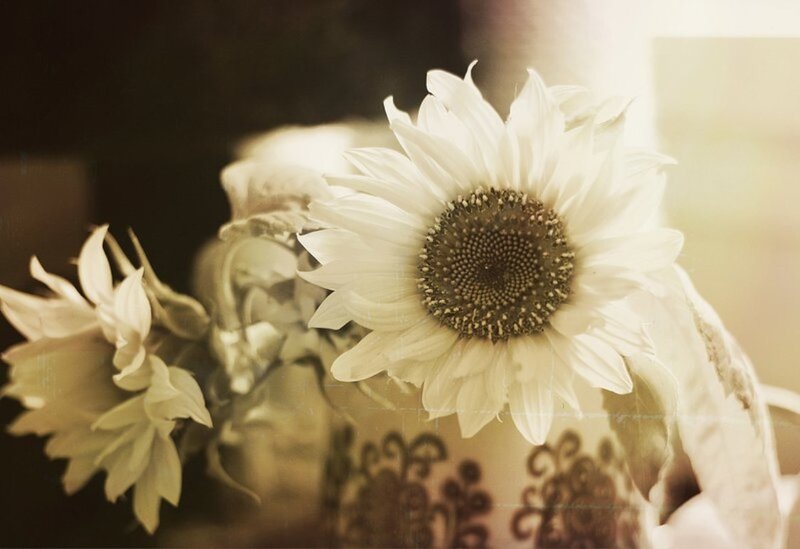 White Sunflower in Vase