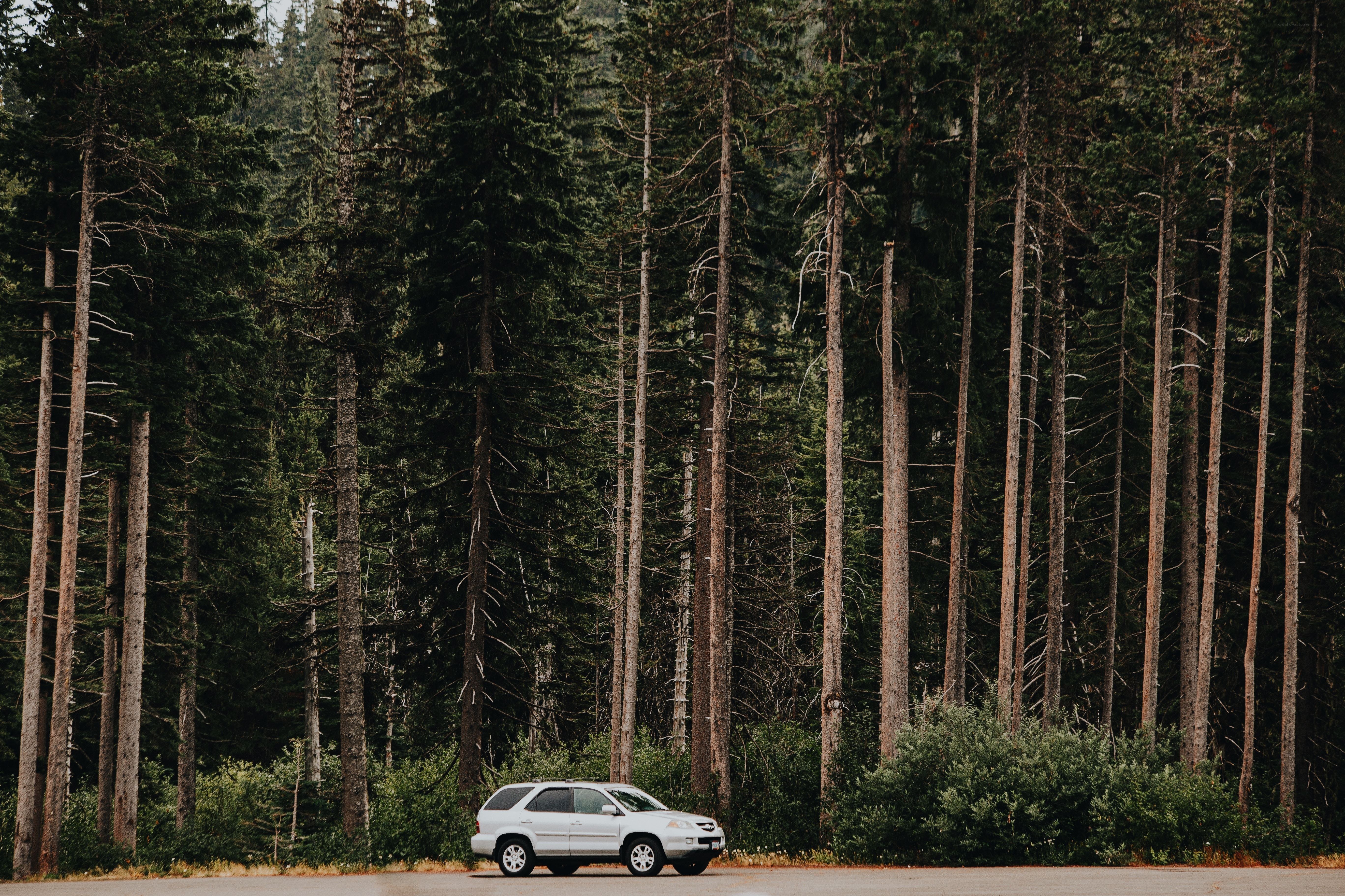 White SUV in forest
