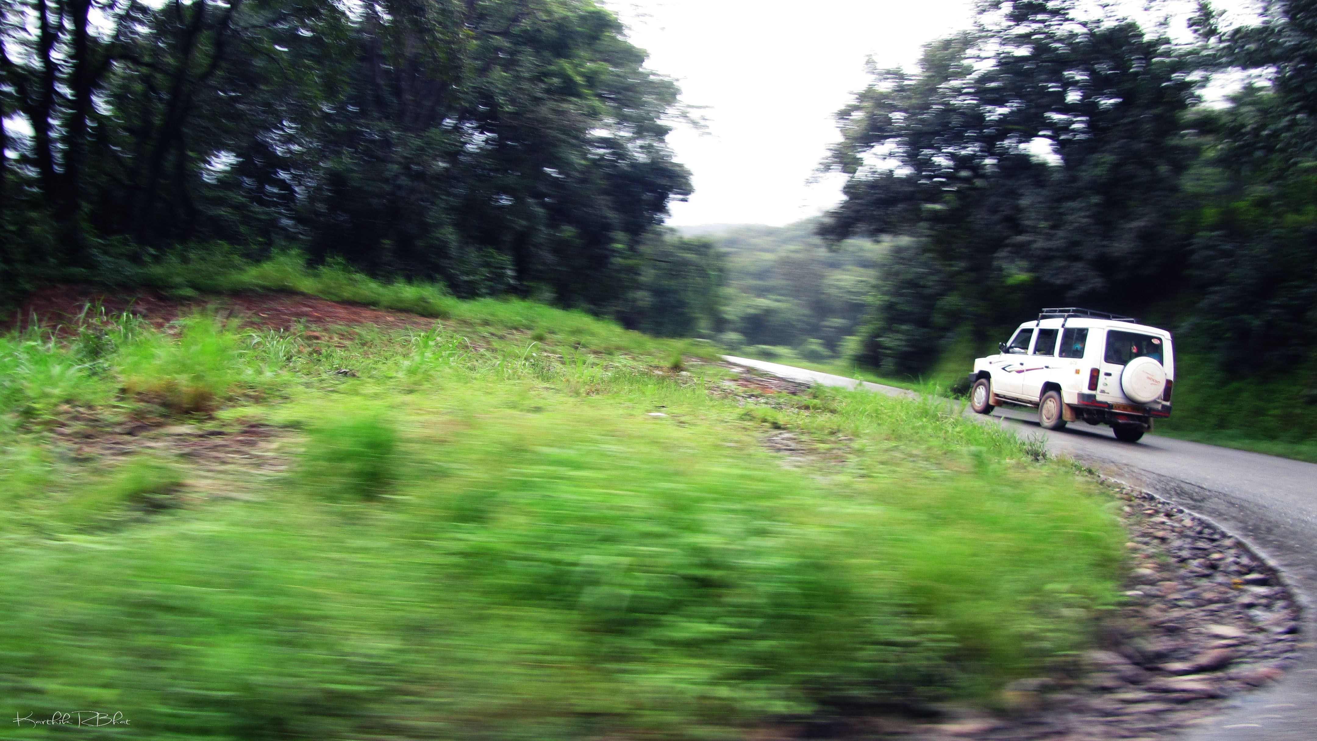 white SUV on a forest road