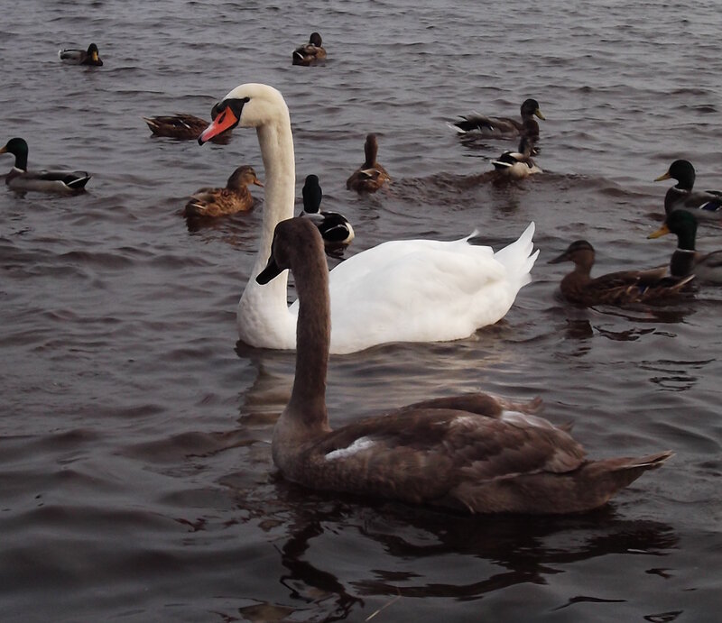 White Swan and Cygnet