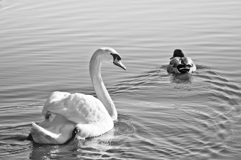 White Swan and Duck