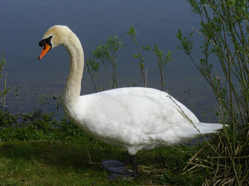 White swan by the water