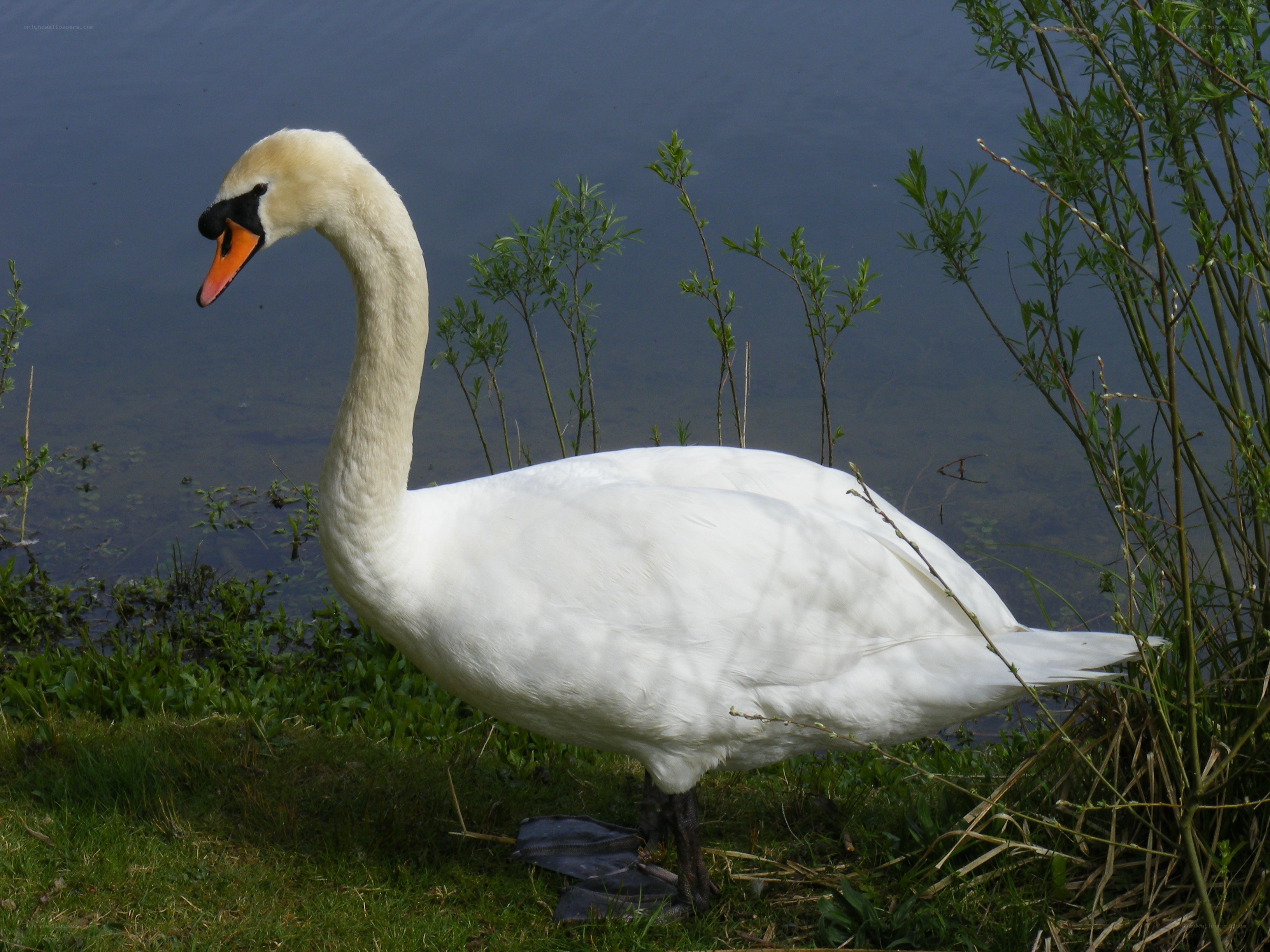 White swan by the water